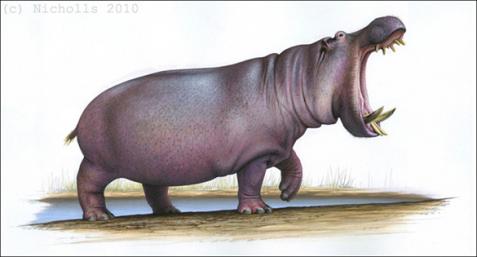 <i>Hippopotamus antiquus</i>