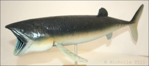 Scale model of <i>Leedsichthys problematicus</i> (50cm long)      