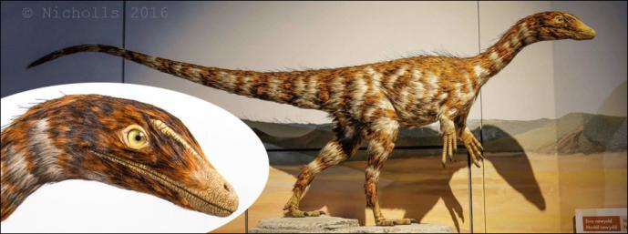 Life-size <i>Dracoraptor hanigani </i>(2.2m long)     