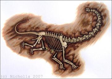 <i>Brachiosaurus altithorax</i> skeleton
