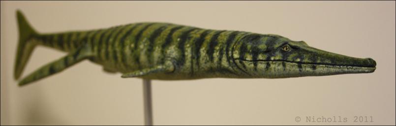 Scale model of <i>Metriorhynchus geoffroyii</i> (50cm long)     