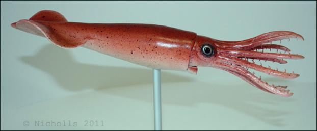 Scale model of <i>Cylindroteuthis</i> sp. (25cm long)      