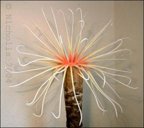 Scale model of an Anemone     