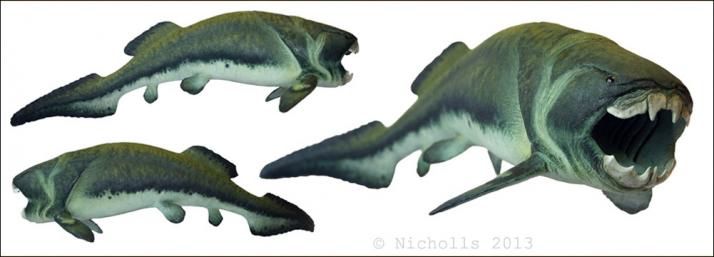 Scale model of <i>Dunkleosteus terrelli</i> (50cm long)     