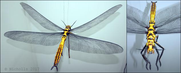 Life-size <i>Meganeura monyi</i> (75cm wingspan)  
